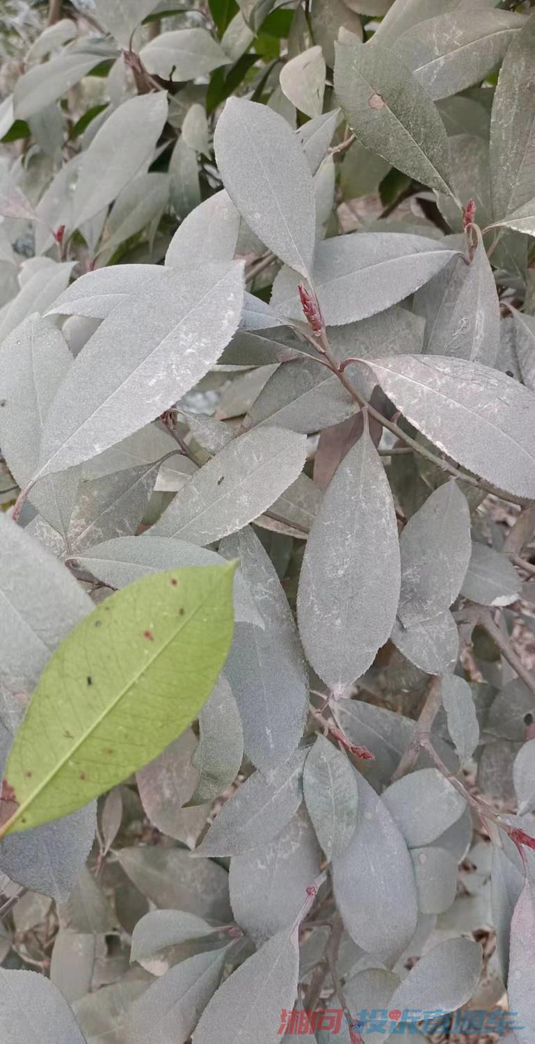 附近树木叶子上灰尘