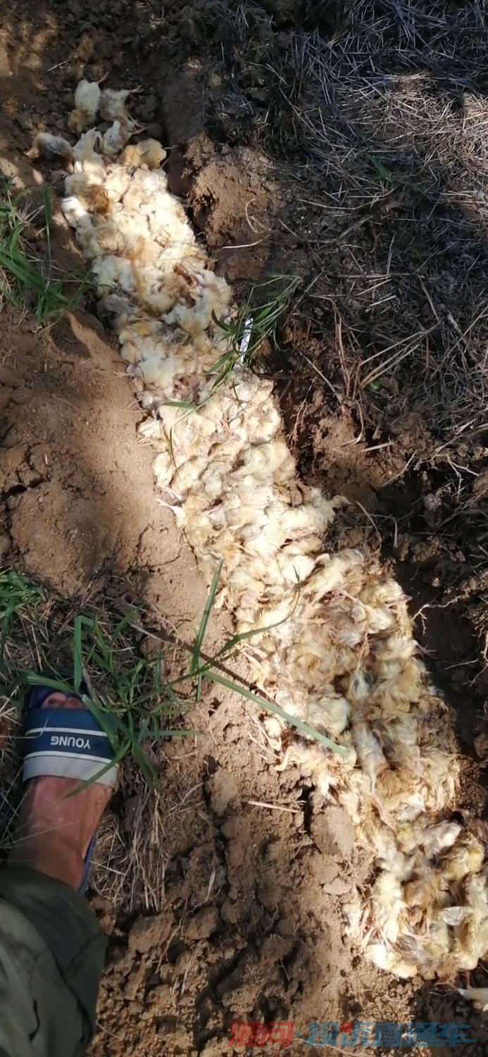 大片的死亡幼苗